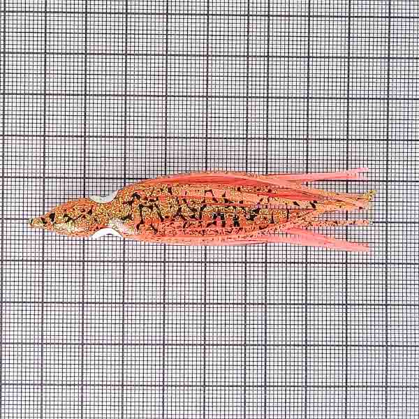 Октопус Yamashita PANIC BAIT AKIAJI 2.5 (65mm) A06 KYO (633-191) (1шт)