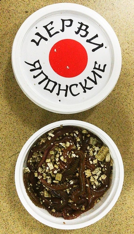 Наживка Червь морской японец