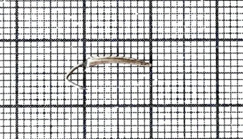 Блесна Goldsmith MS (10 мм)