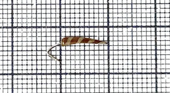 Блесна Goldsmith MSKR (10 мм)